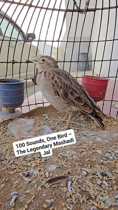 Mushadi jaal pear male and female