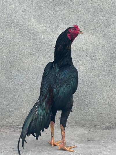 Lasani muskha lakha patha