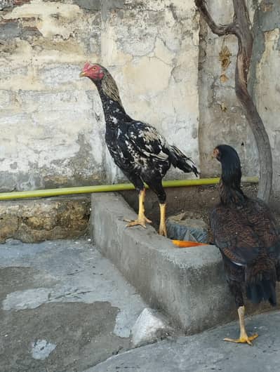 Aseel Pure Quality piar