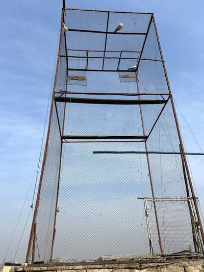pigeon cage