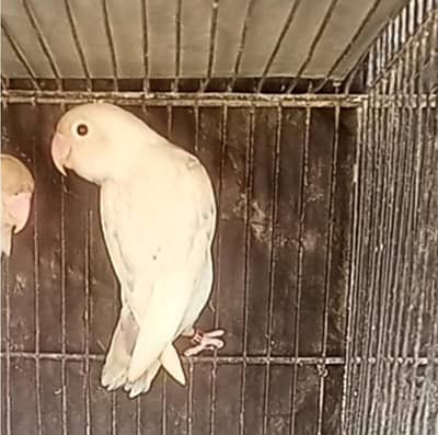 pastle male  for sell