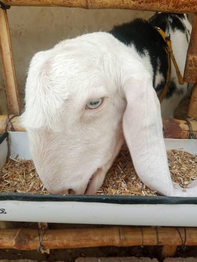 Rajhanpuri abluk bakra