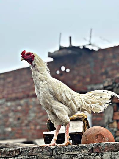 Heera aseel paper white