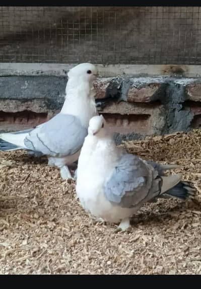 Quality blue bar breeder pair