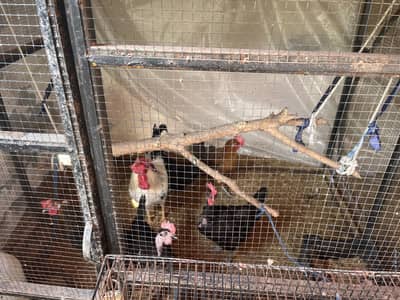 Desi misri hens are available for sale