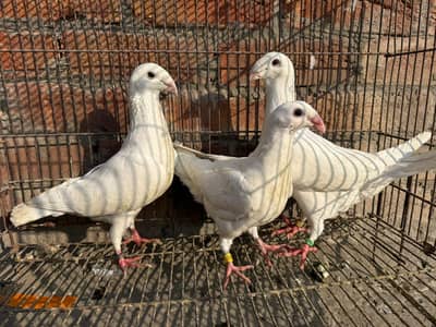 White German Beauty Breeder Pair With Chick