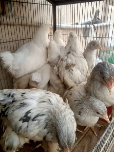 Buff Pathey For Sale