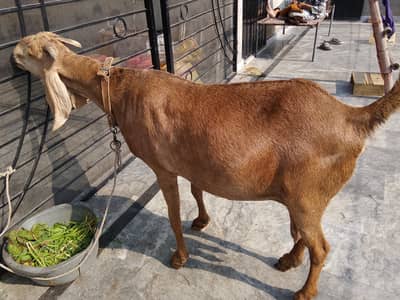 Nagri gabban bakri for sale