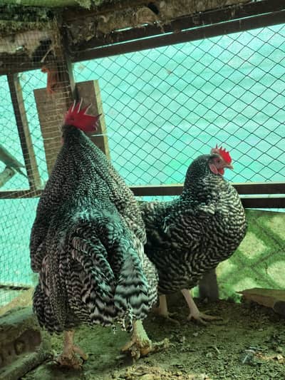 Plymouth rock breeder Pair available