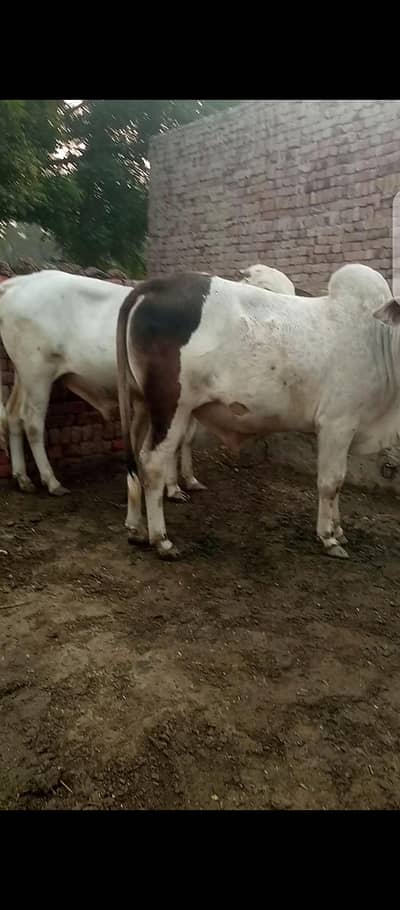 Bull | nukra cross Wcha | ablak Bull | bachry | qurbani bull Wacha