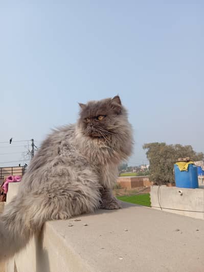 Grey Persian Male Cat Breeder for Sale Tripple Coat Punch Face