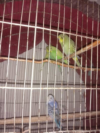 Australian parrots good condition