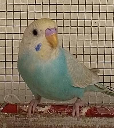 Quality Rainbow male