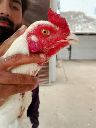 10 male hain 2 female hain