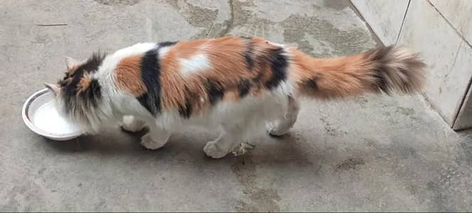 Persian cat for sale