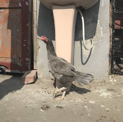 Aseel murgi full an rare piece