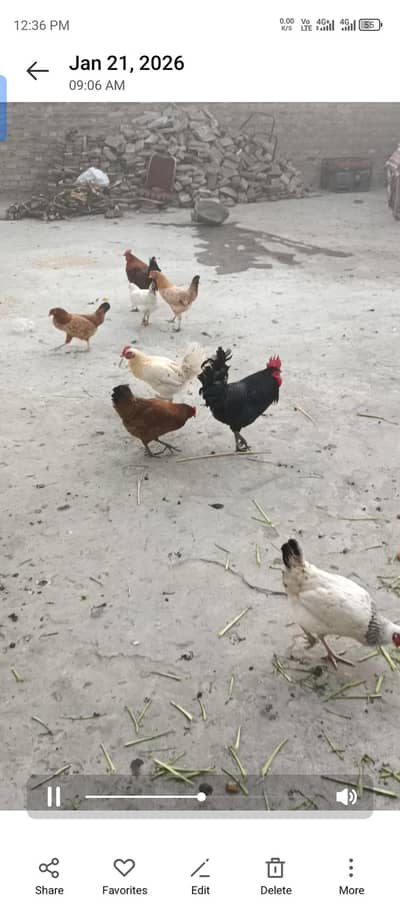 Dasi murgiya murga number. . 03707714632