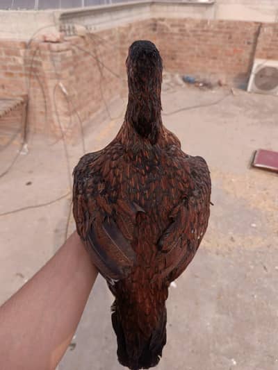 ASEEL BREEDER FEMALE