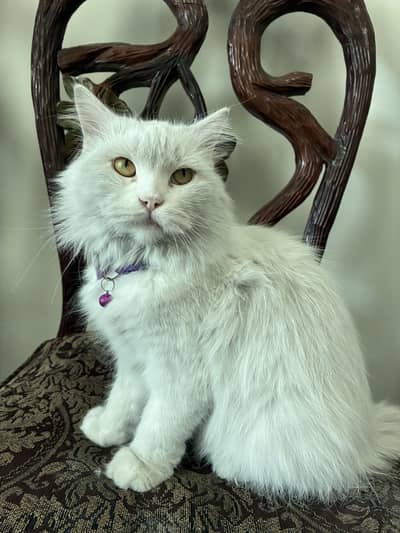 Persian cat
