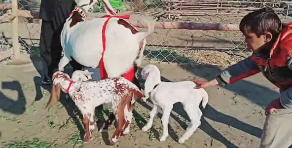 3 Bacchon Ka Sath Desi Bakri For Sale & _03425820107