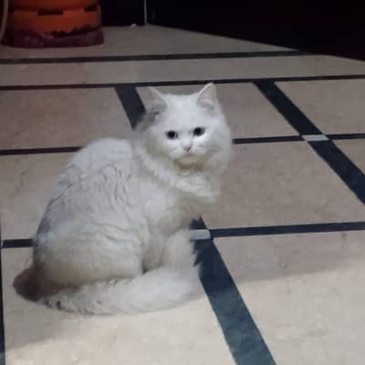 Persian Cat For Sale