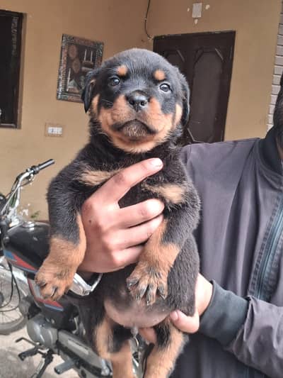 Rottweiler male alpha puppy