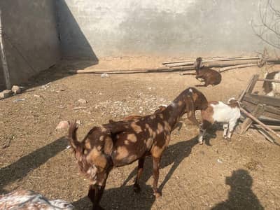 total 14  female 11  goats and male 3