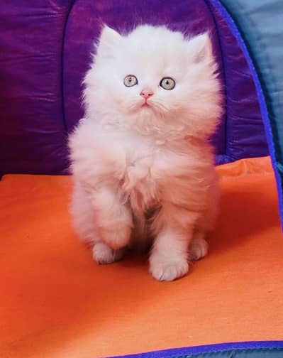 High Quality Triple Coated Persian Kitten
