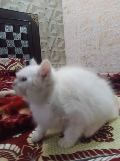 Persian Male White 