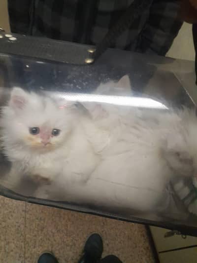 Persian Vacinated 17 days cat