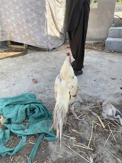 2 Murga or 1 galva pair