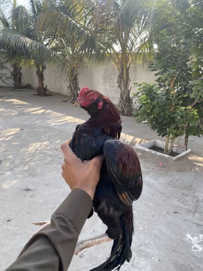 2 Murga or 1 galva pair