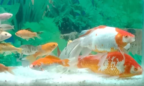 Shubunkin gold fish big size 1 feet plus size pair for sale