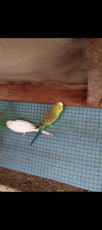 Bast home breed big size parrot breeds pair
