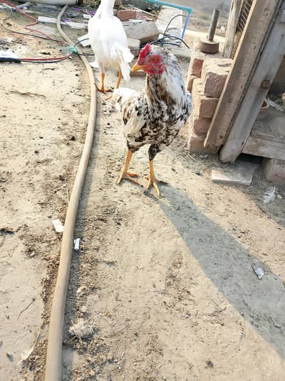 1 murghy young pathay 11OO per KG