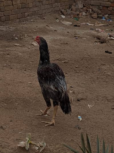 aseel mianwali saletaa