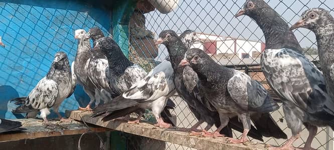 Breader plus Prwazi Teddy bachy for sale