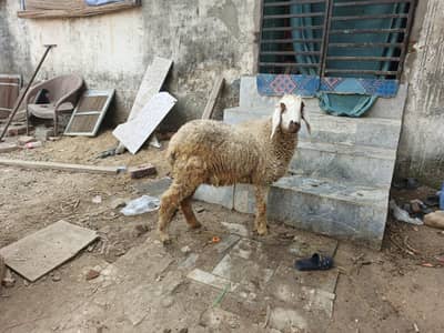 sheep for sale 2 femails 1 pragnant 3 manth aur 1 newly cross