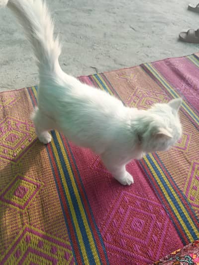 Persian Kitten
