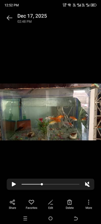 full setup aquarium fish mix
