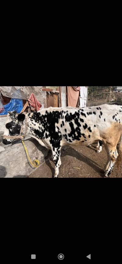 cow for sale
