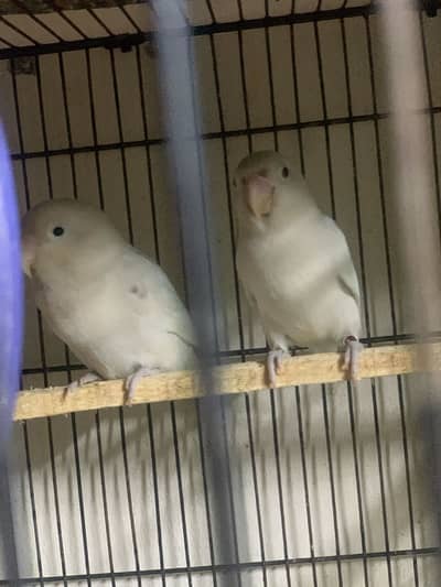 Breedar pair for sale