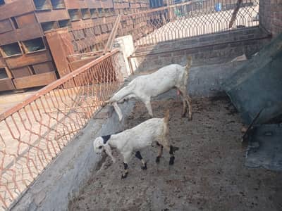 rajanpuri bakri
