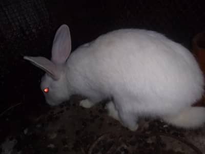 Rabbits Pair, Male /Female