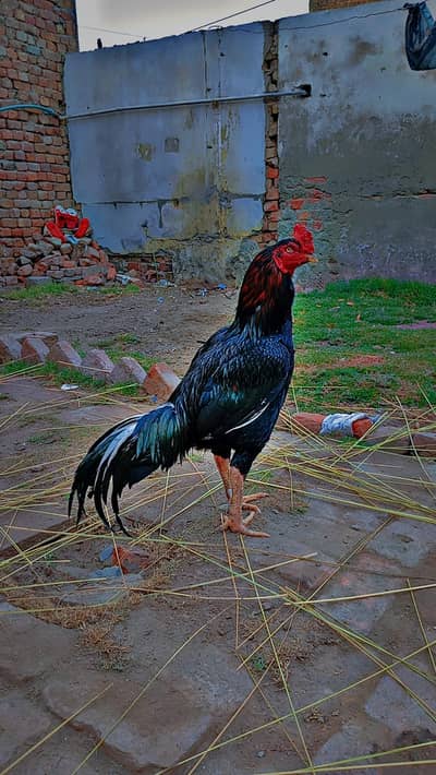 High Quality Mushka Aseel