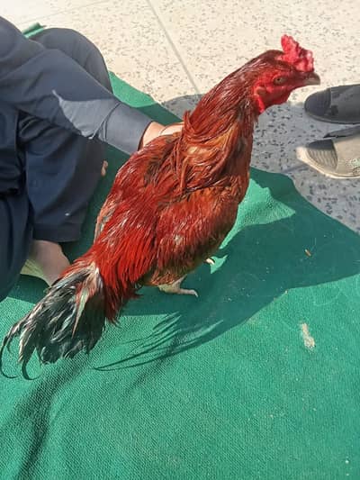 Aseel pella mianwali