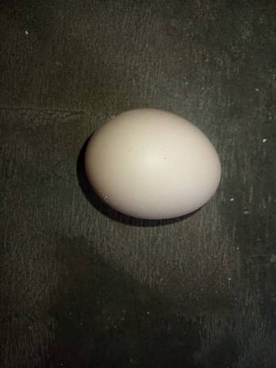 Aseel Hen eggs