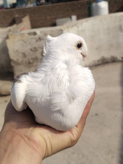 sentinent breeder pair