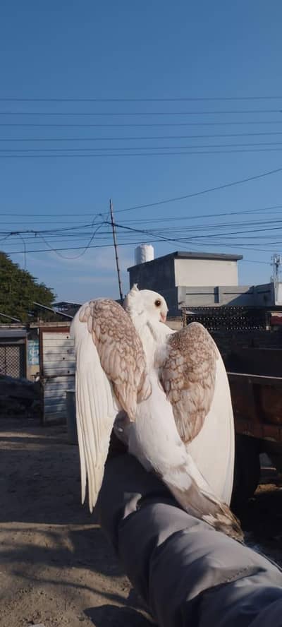 sentinent breeder pair