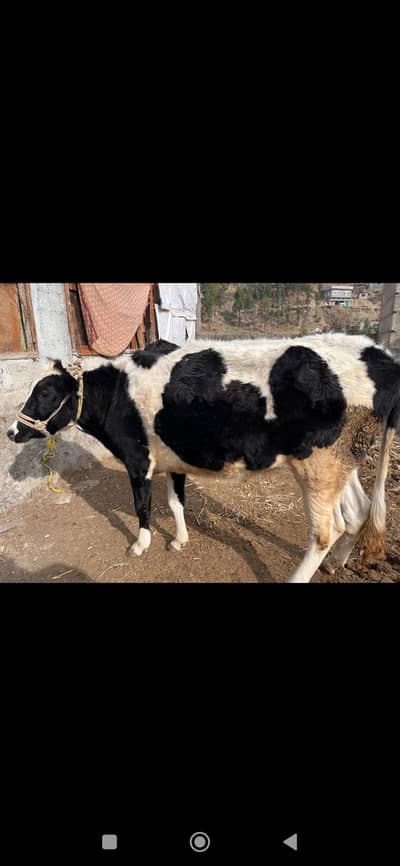 cow for sale